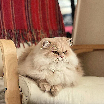Leo
