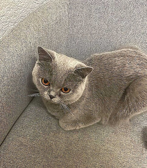 Boncuk