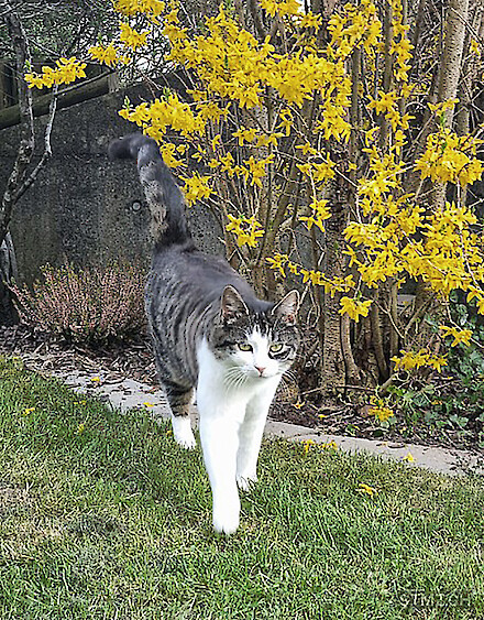 Frieda